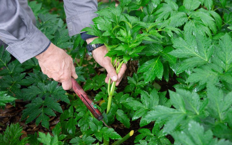『三宅島のアシタバ』