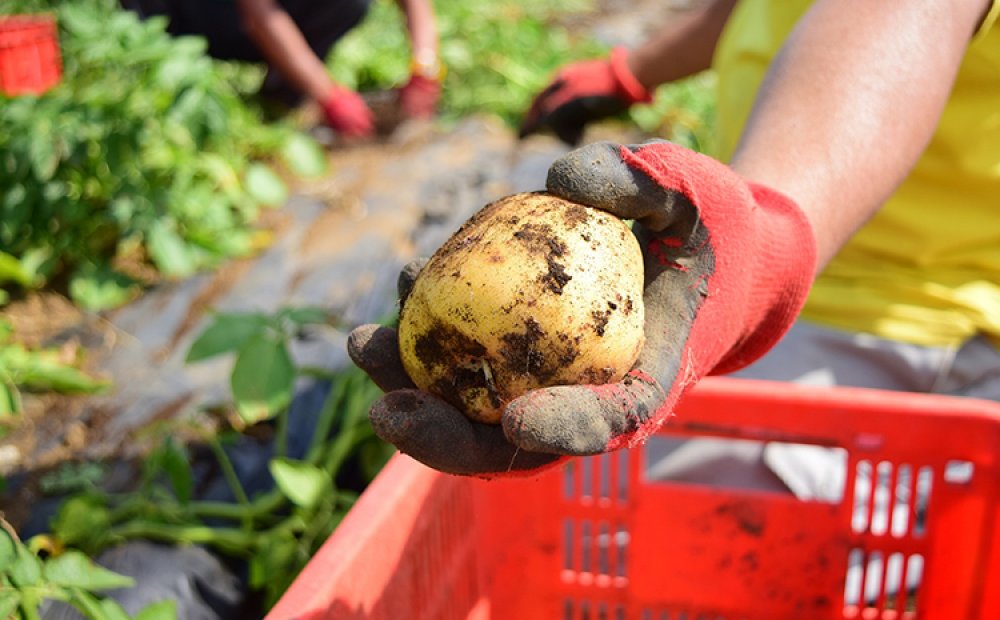 ベンズファーム