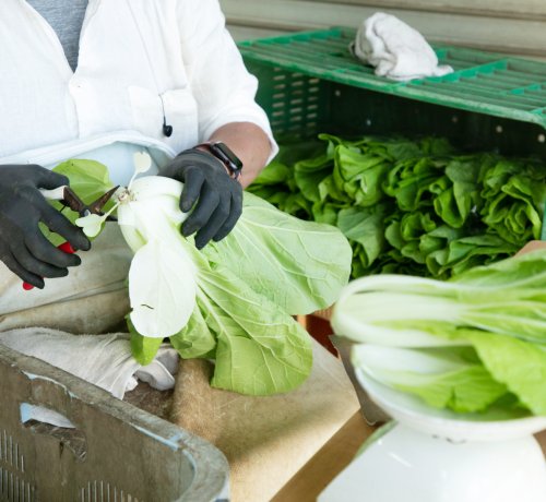 シントリ菜をハント！