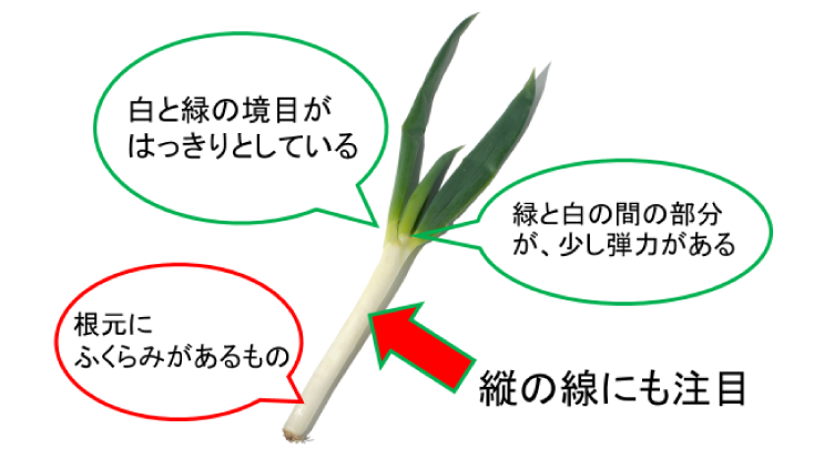 もっと知っておいしくたべよう！「長ネギ」