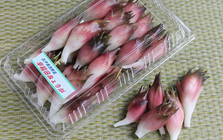 『緑の財産・練馬のキャベツ　井之口喜實夫さん・勇喜夫さん』