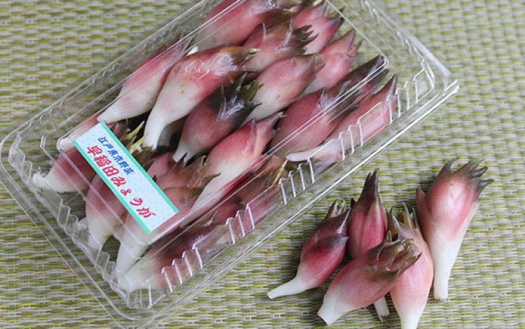 復活！　江戸東京野菜の早稲田ミョウガ